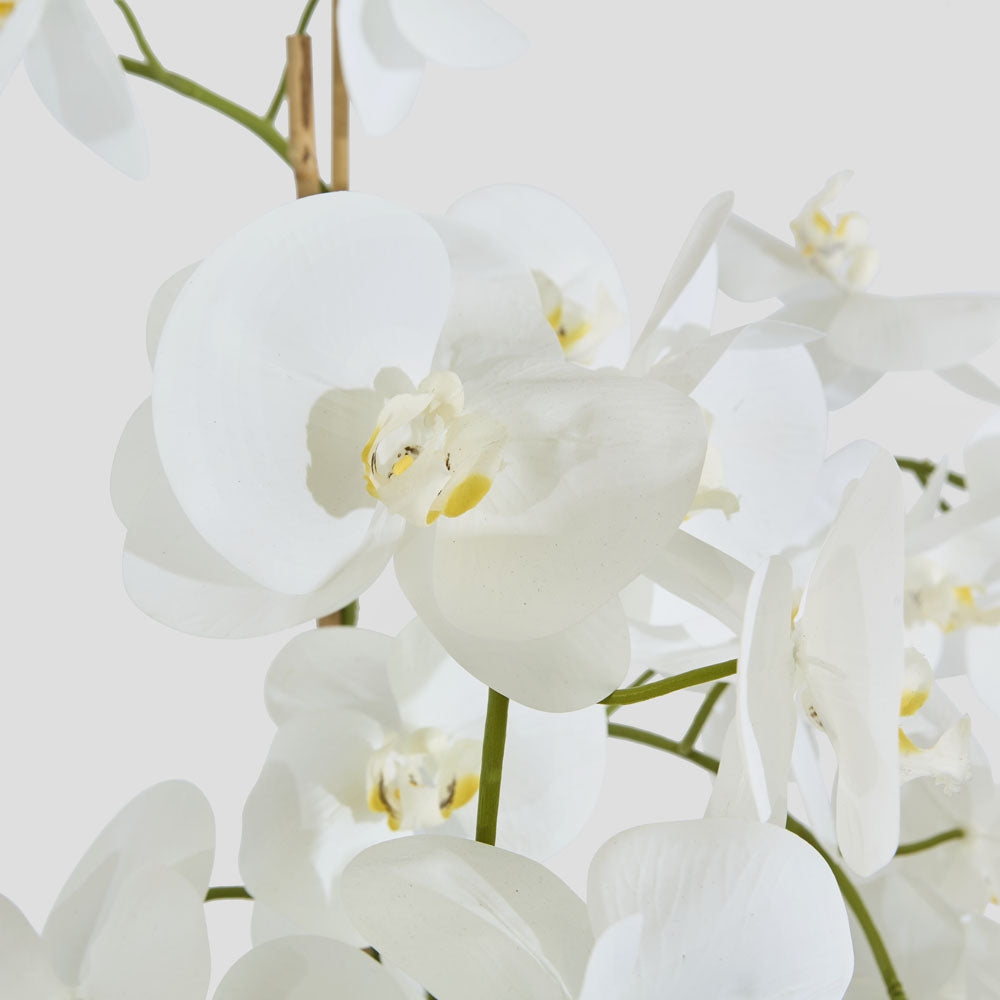 Orchid in Paper Pot Medium 90cm White