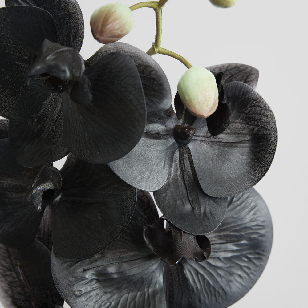 Orchid Phalaenopsis Spray Real Touch 70cm Black