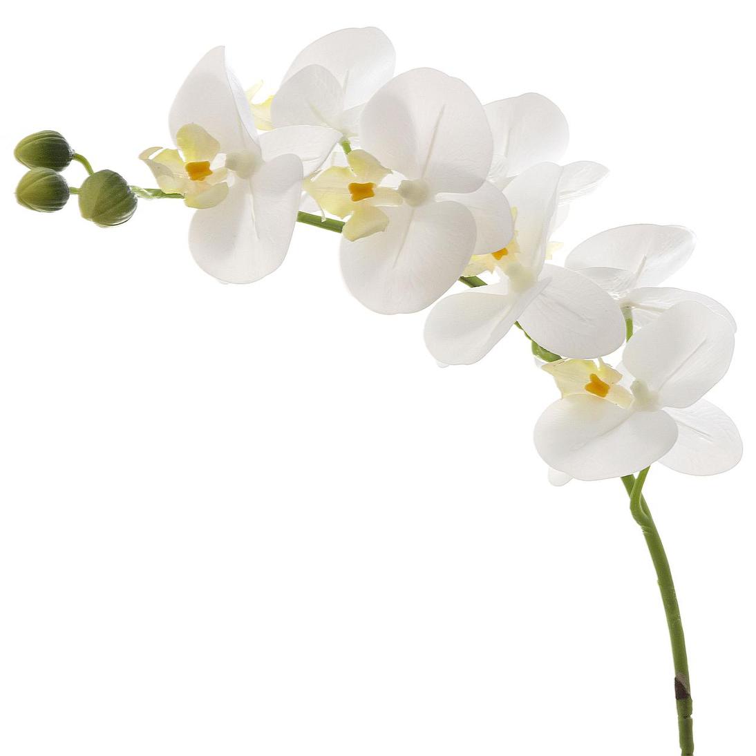 Orchid Phalaenopsis Real Touch 75cm White