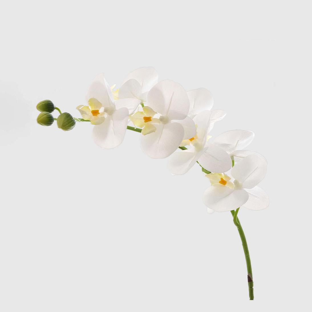Orchid Phalaenopsis Real Touch 75cm White