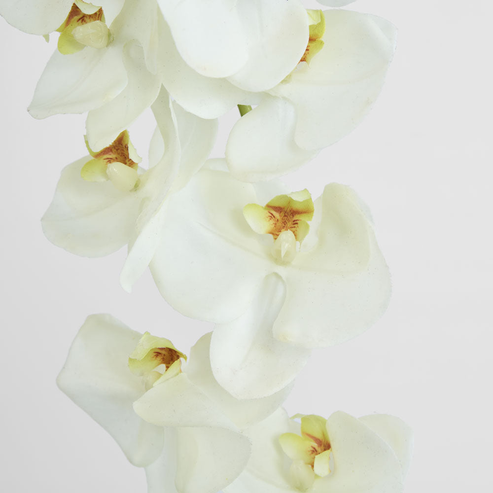 Large Moth Orchid Natural Touch Stem White