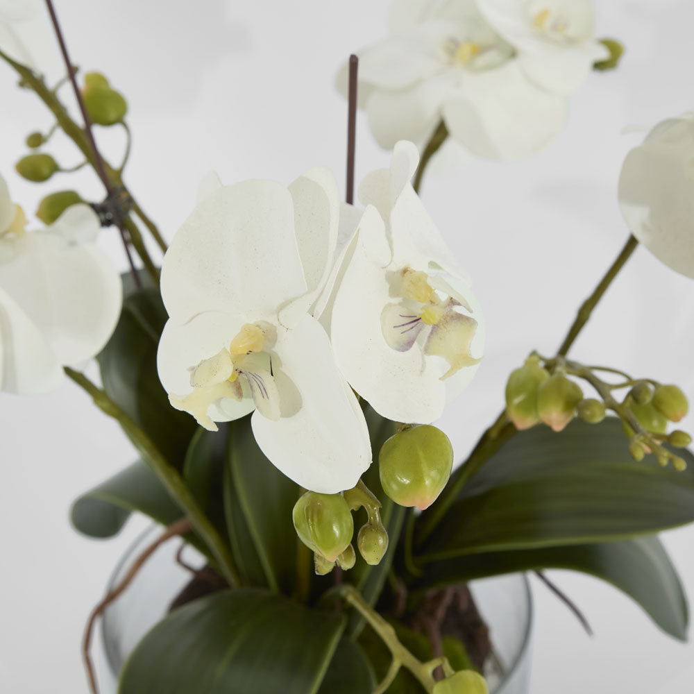 Phalaenopsis Orchid In Glass Pot Large White