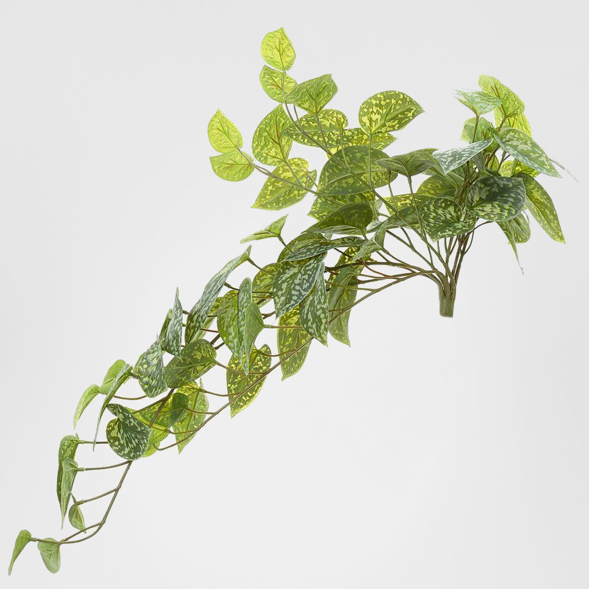 Pothos hanging Bush 70cm Green
