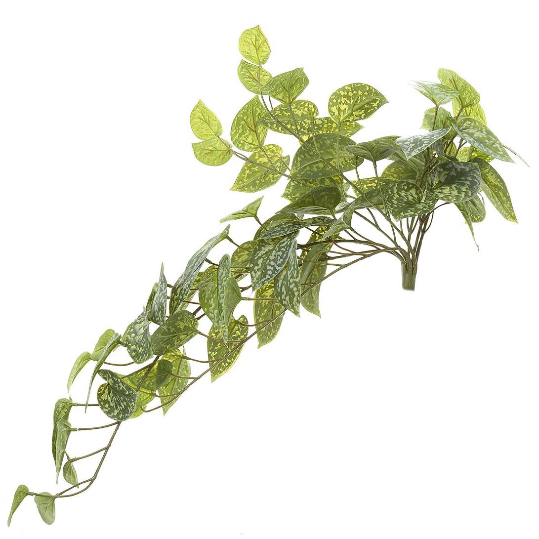 Pothos hanging Bush 70cm Green