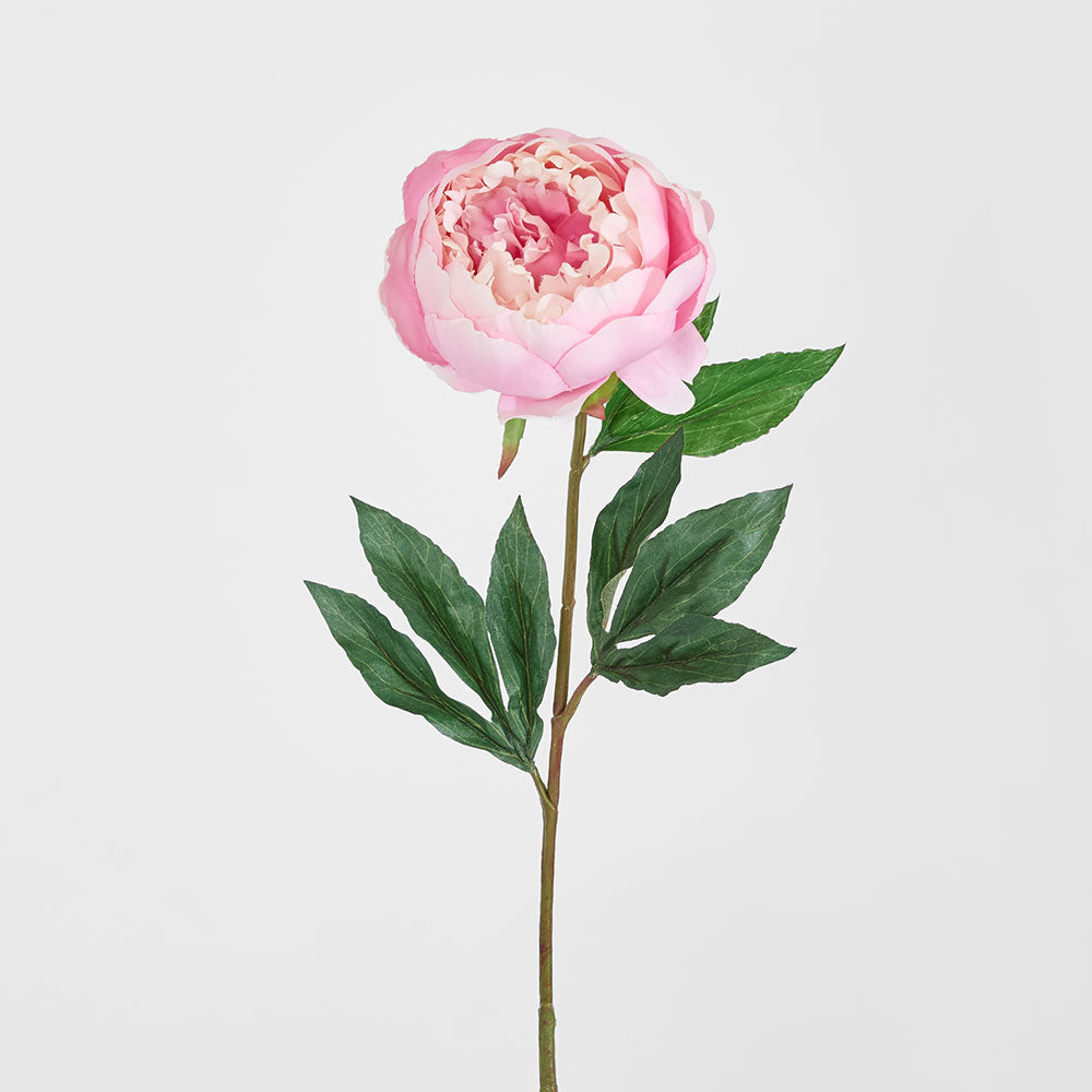 peony PET 270円 Peony Half Open 70cm Pink – Florabelle Living