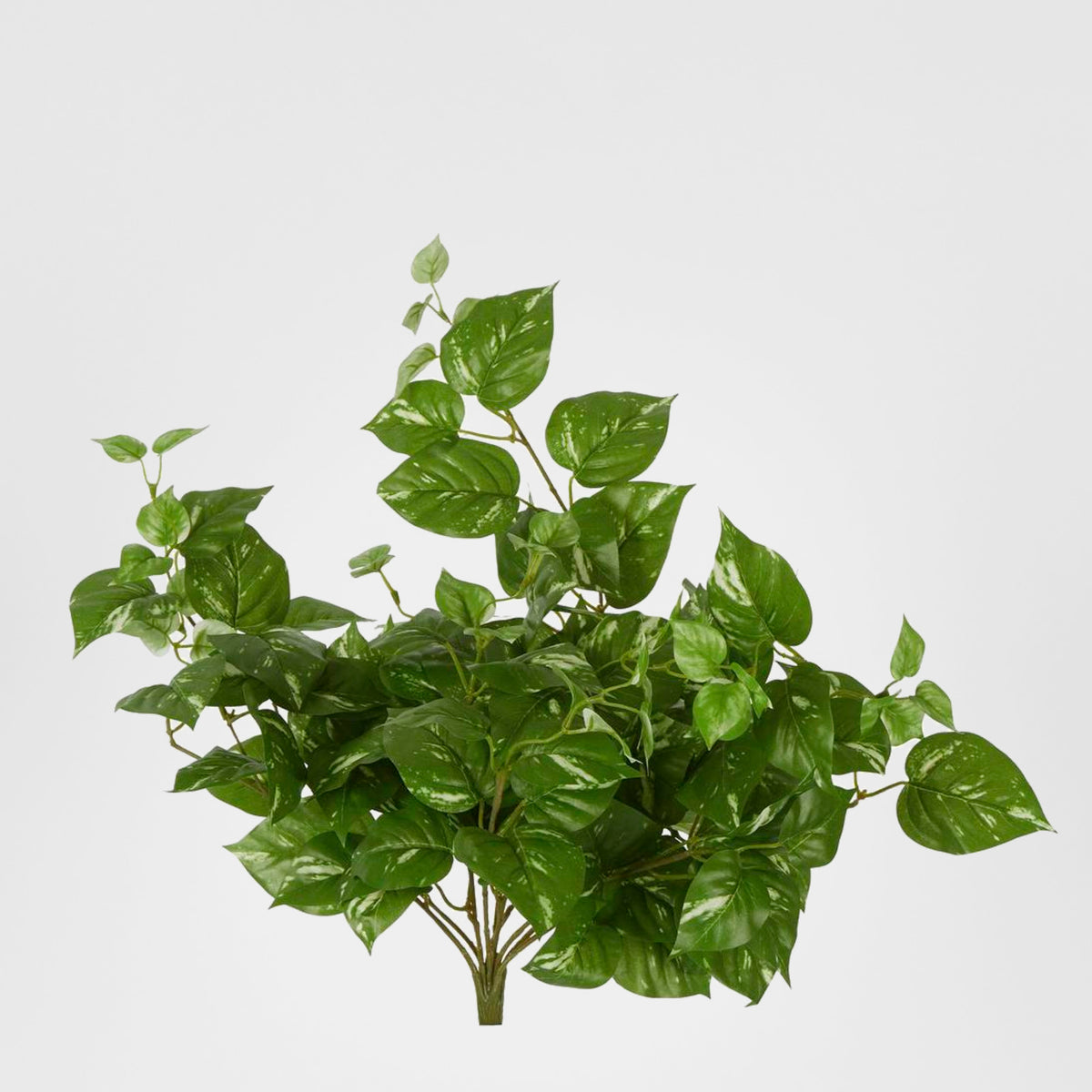 Pothos Leaf Hanging Vine Dark Green