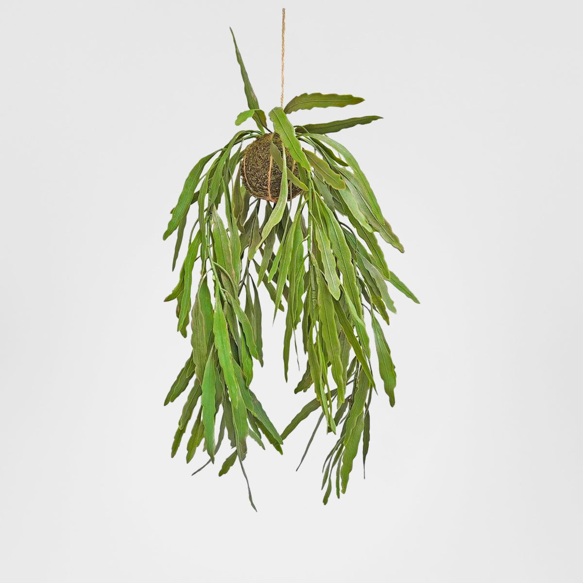 Hanging Rhipsalis