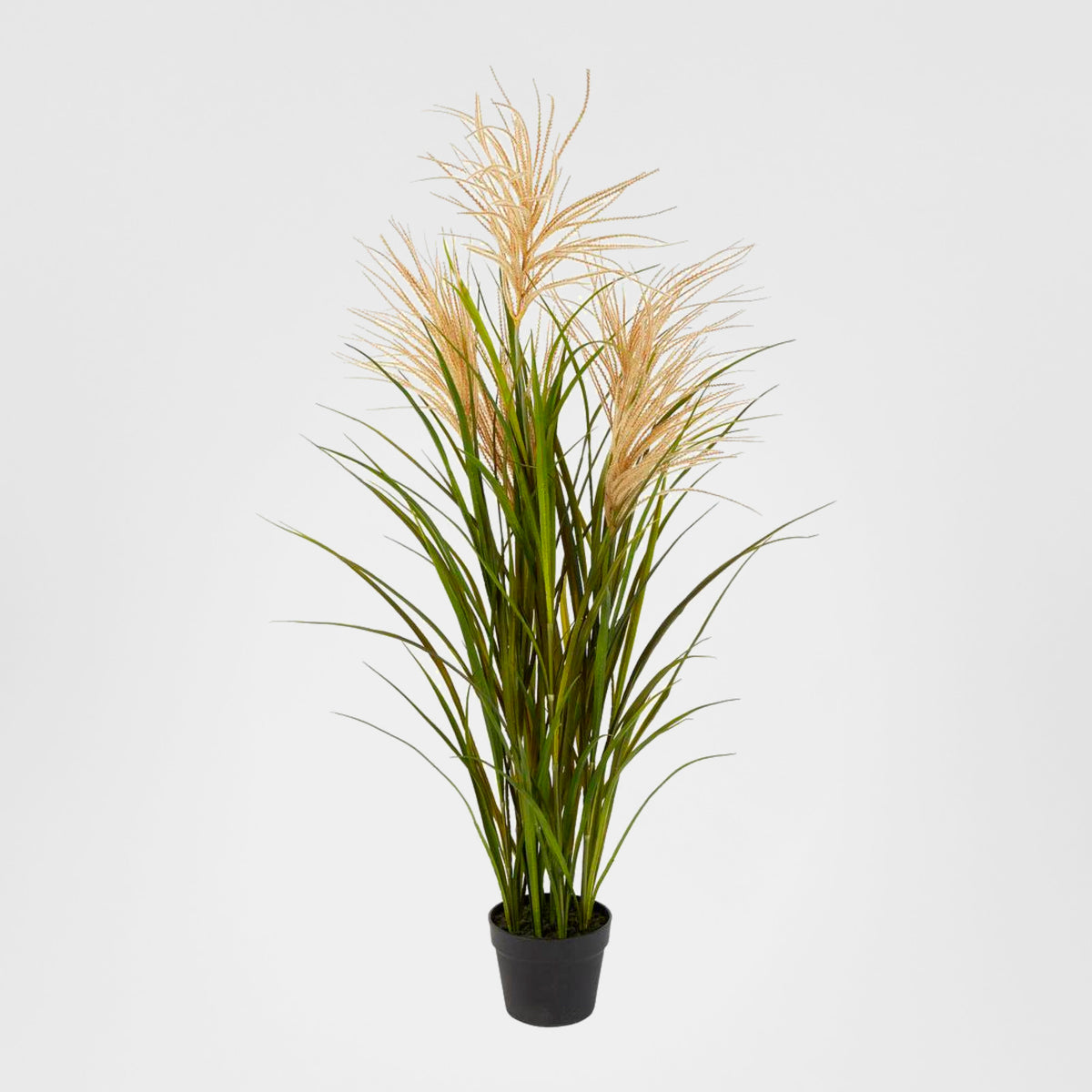Pampas Grasses in Black Pot