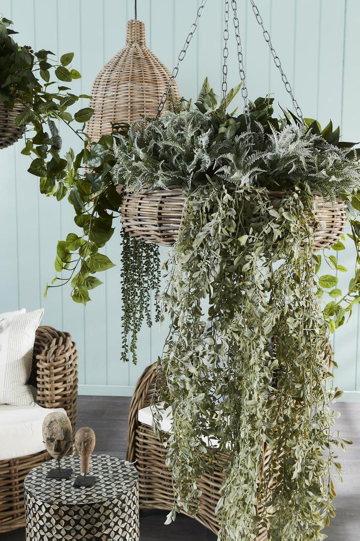 String of Pearls Hanging Stem