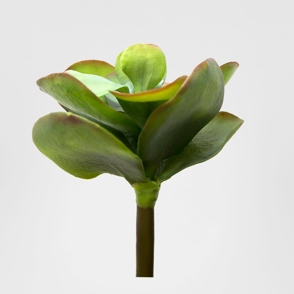 Flapjack Succulent 30cm