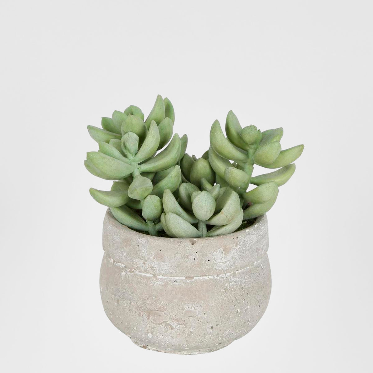 Succulent in Ceramic Grey Pot Green 12cm