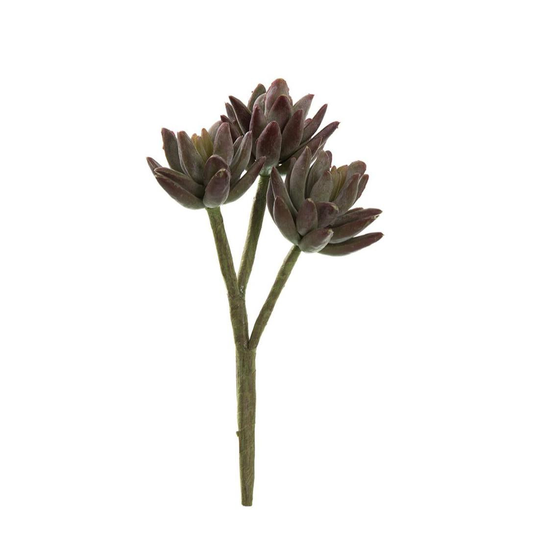 Agave succulent Stem 20cm Burgundy