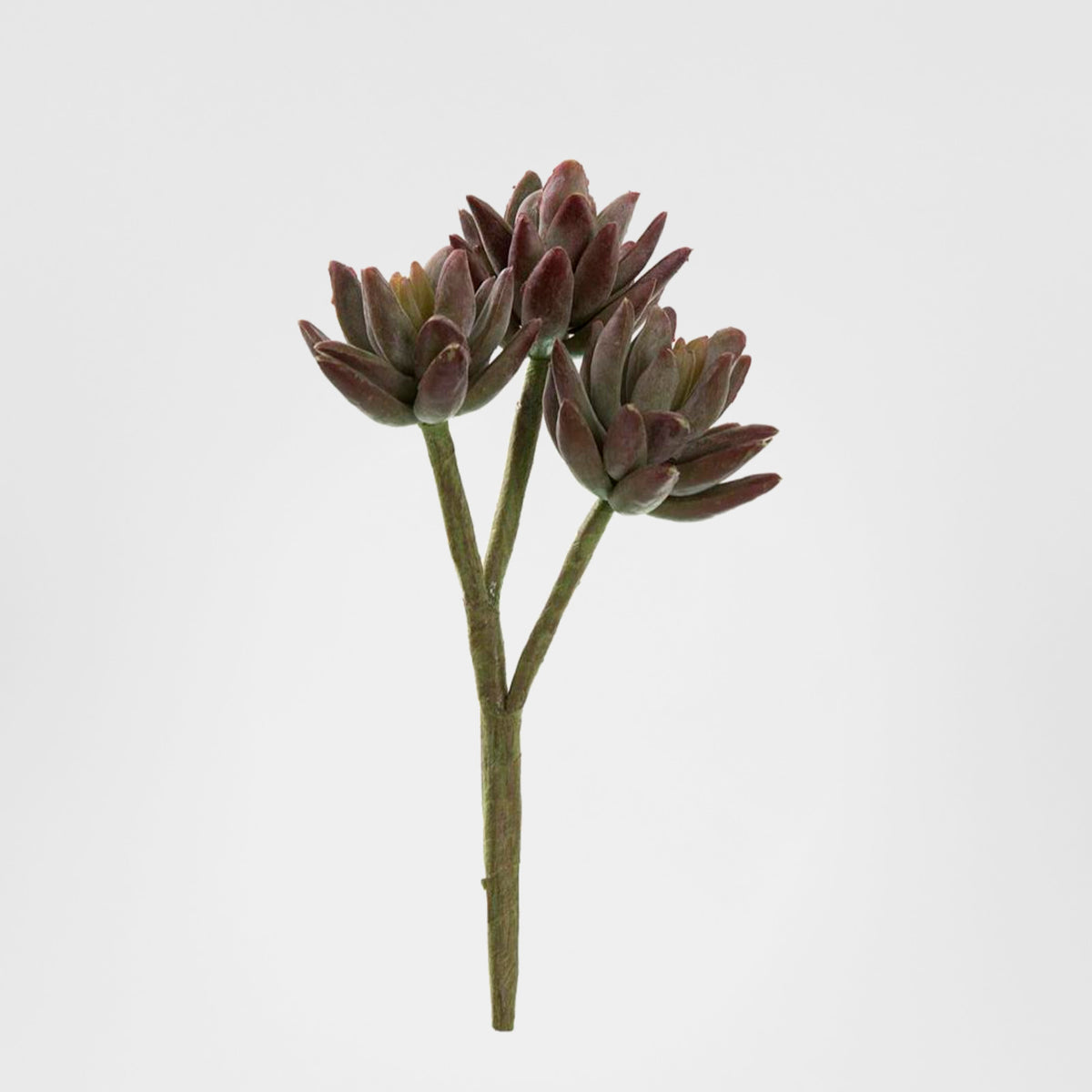 Agave succulent Stem 20cm Burgundy