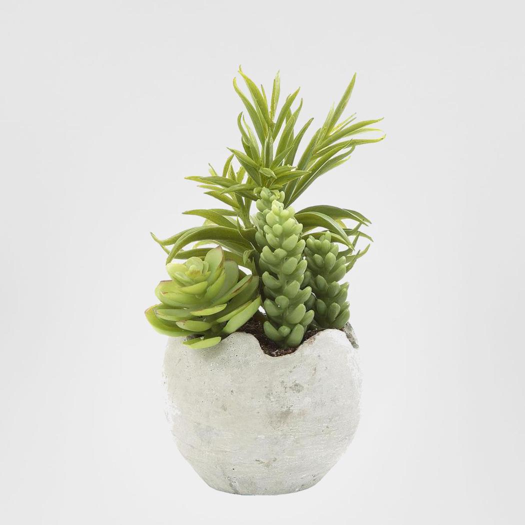 Succulent Mixed in Pot 18cm