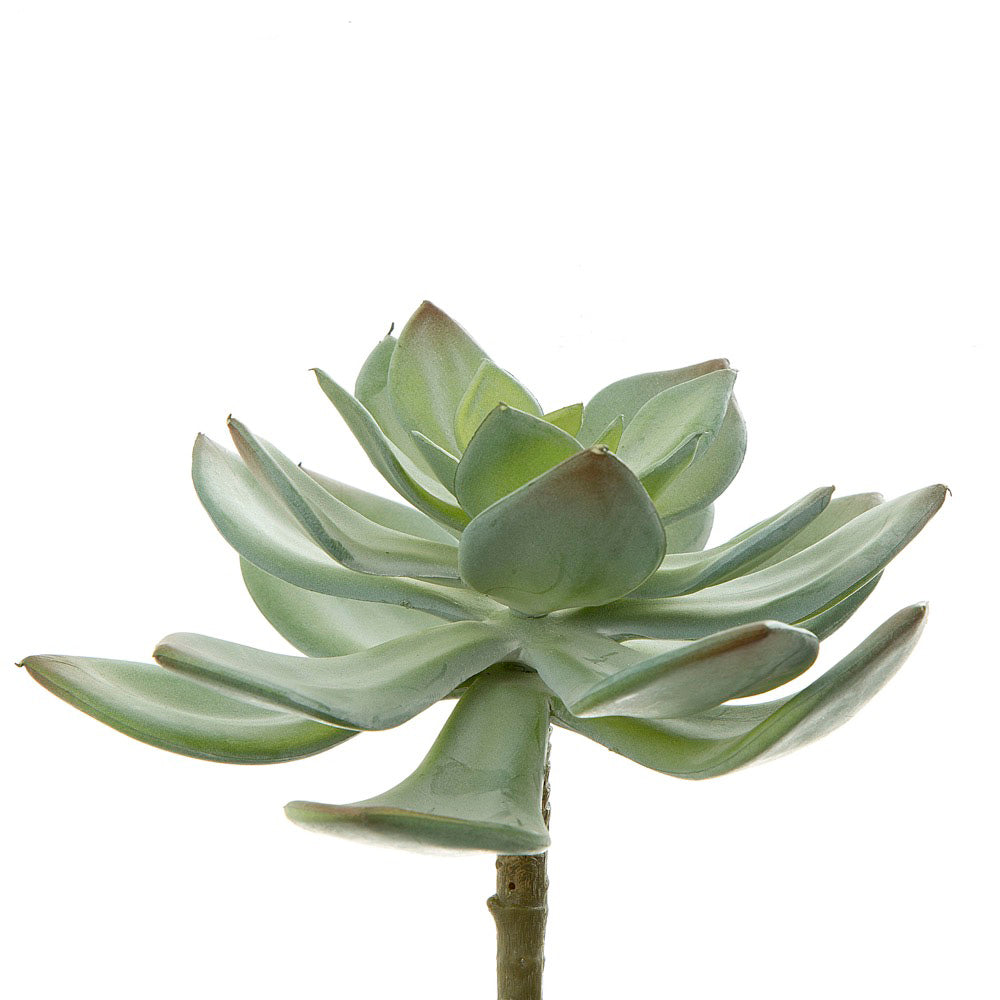 Succulent Pearl Pick 15cm Green