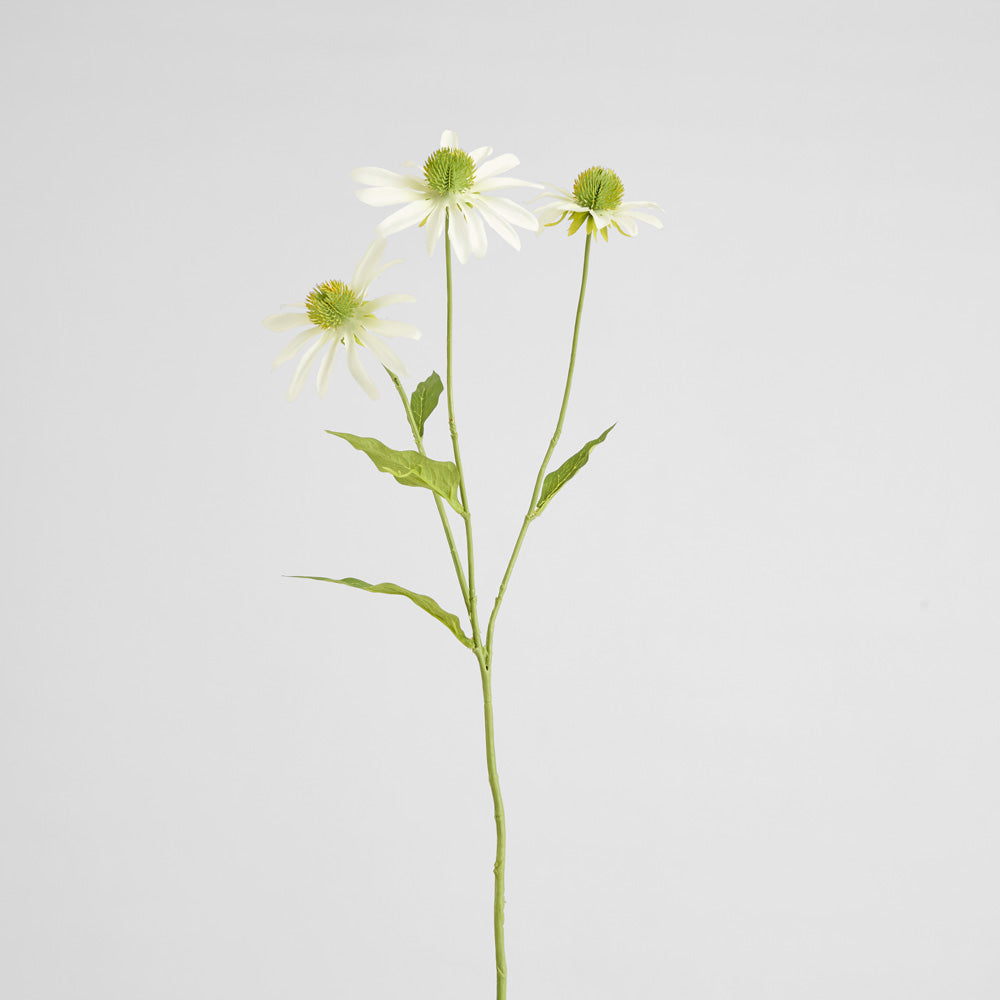 Black Eye Susan Stem 65cm White