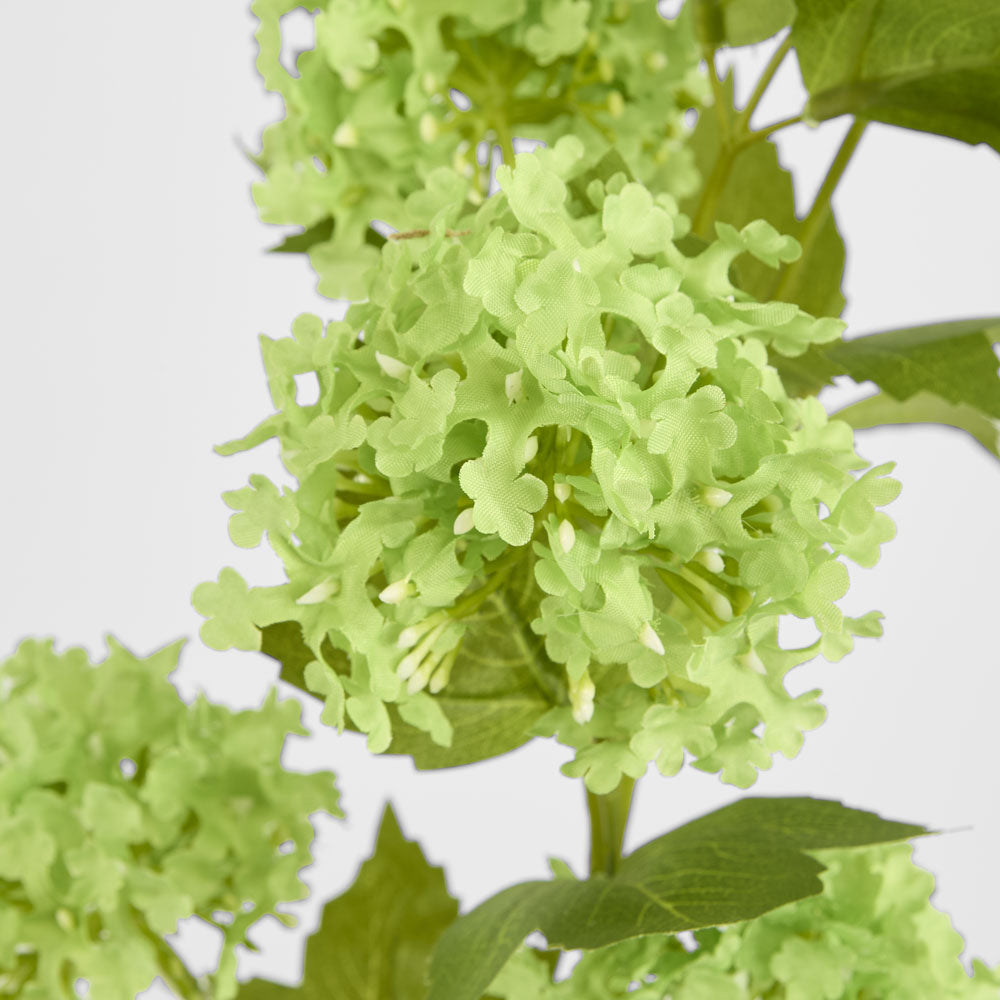 Snowball Spray Green