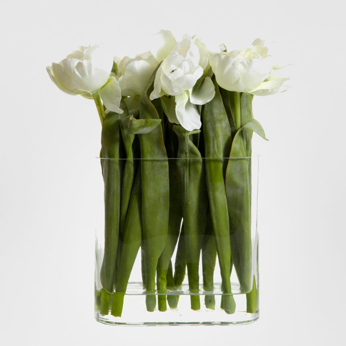 Tulip in Water in Vase White