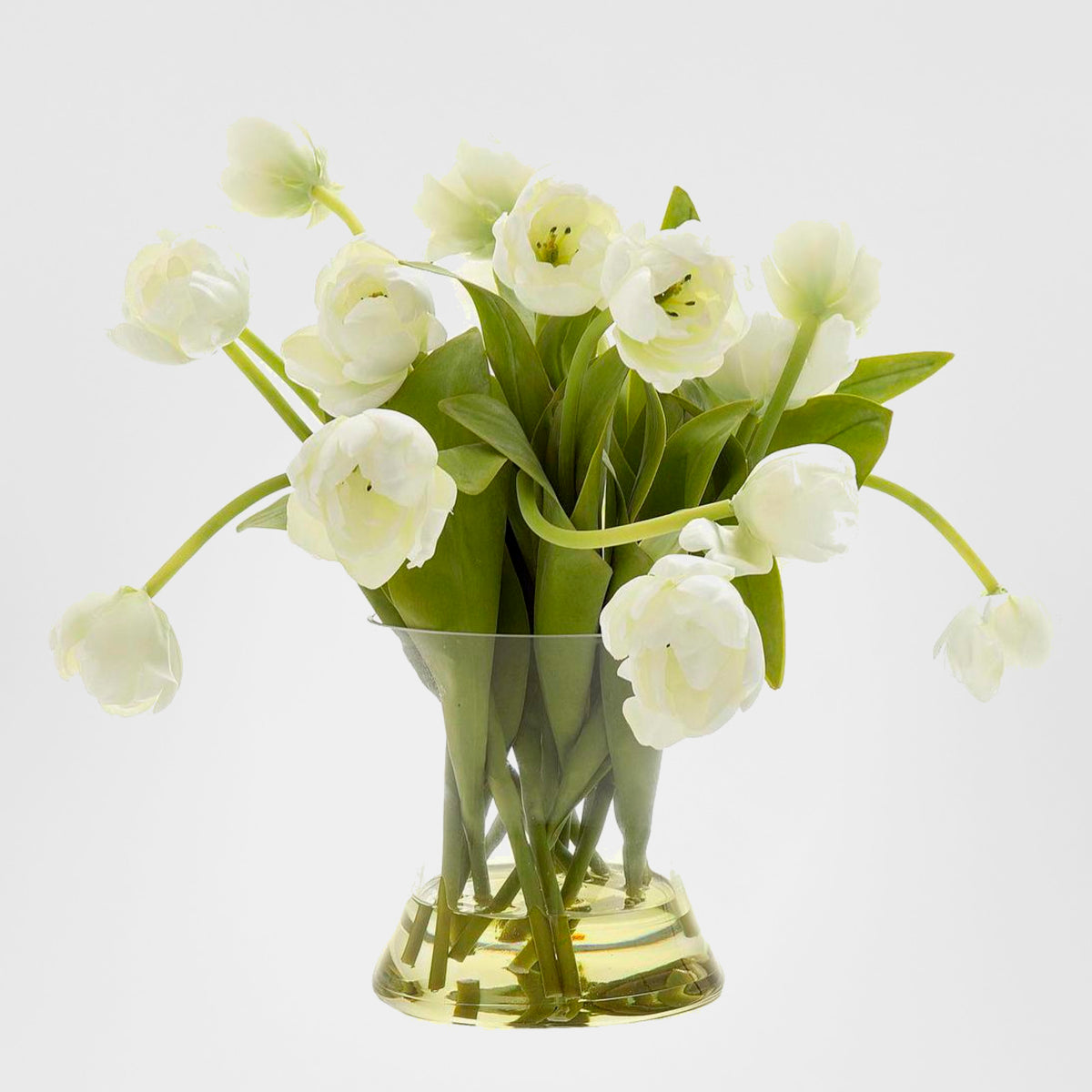 Tulip in Water in Glass Vase White
