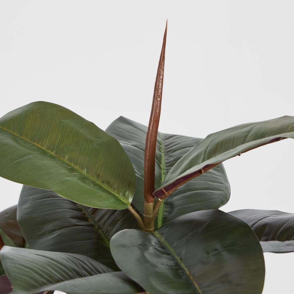 Rubber Tree Real Touch 1.45m