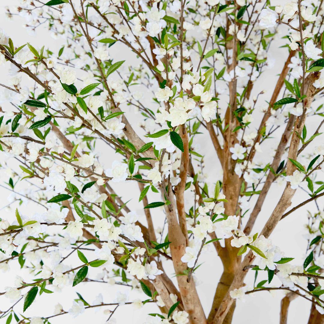 Giant Cherry Blossom Tree 2.4m White