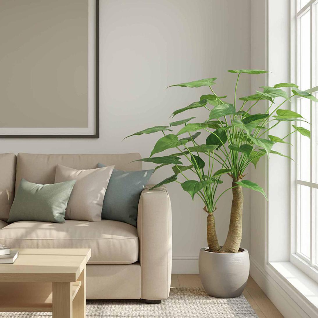 Alocasia Cucullata Tree 95cm