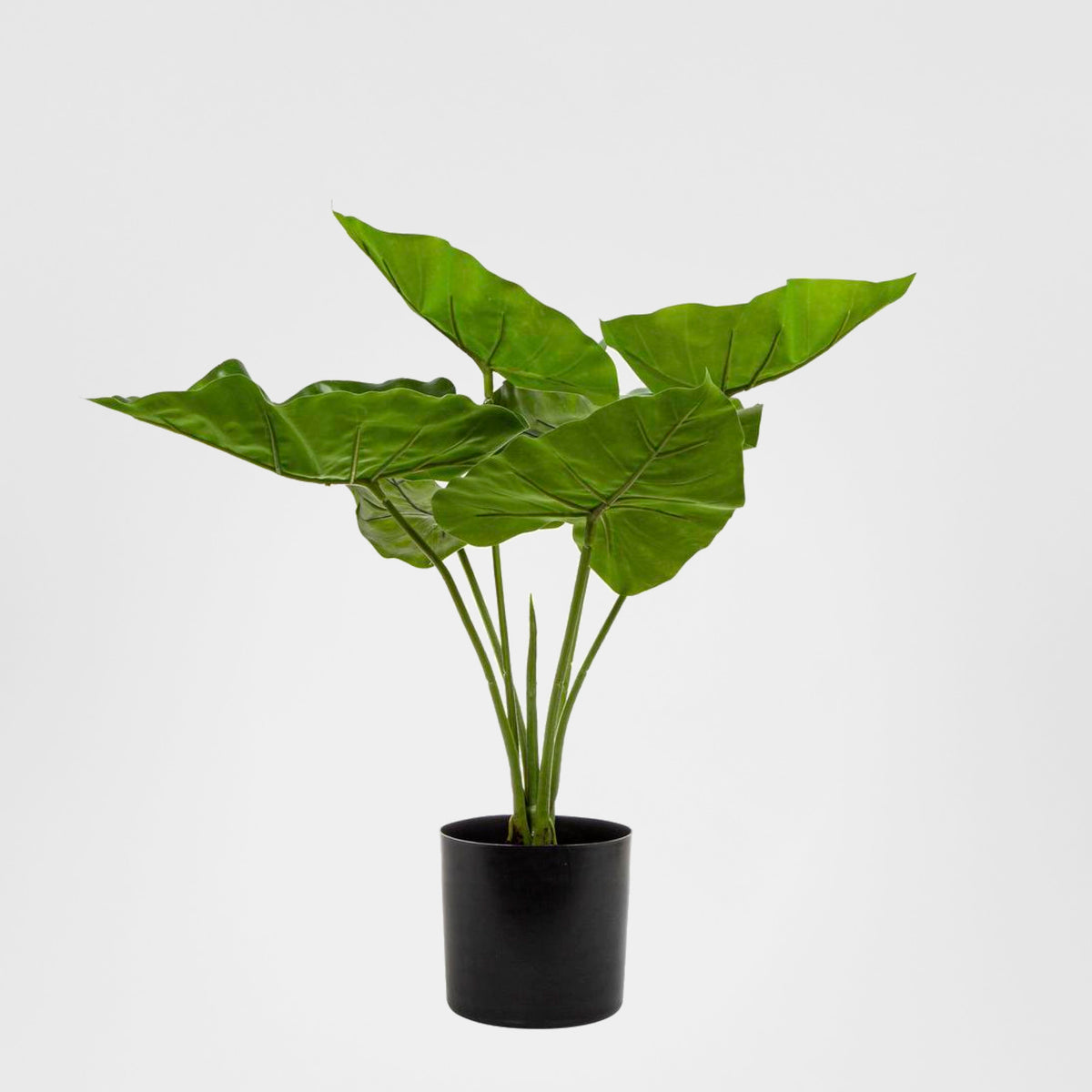 Sweet Taro Real Touch Leaf In Black Plastic Pot