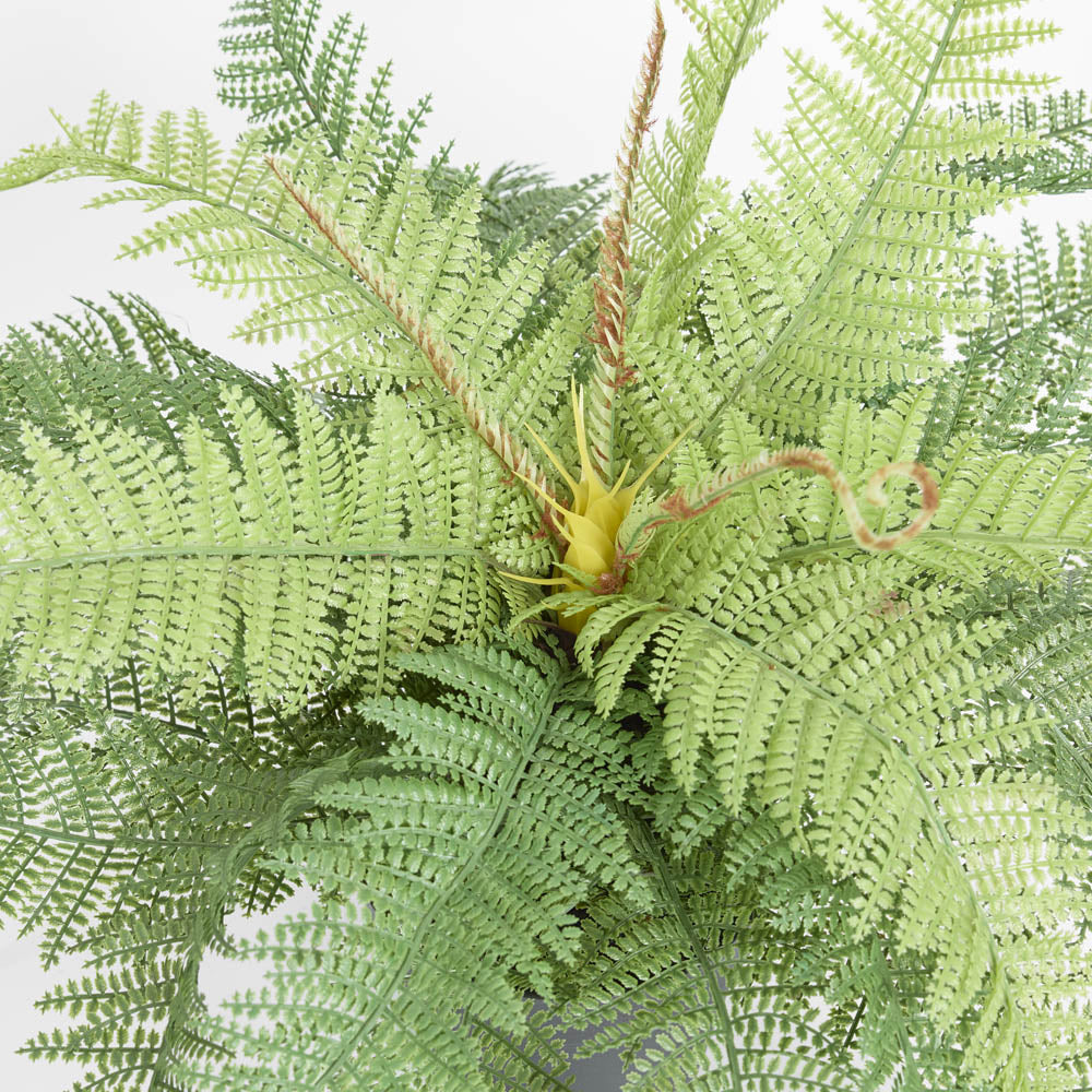 Boston Fern in Pot 55cm