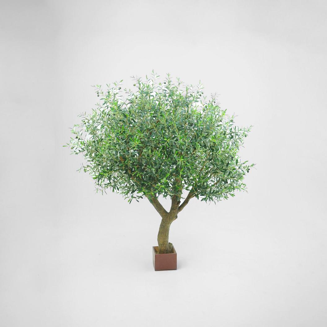 Olive Tree With 12648 Leaves & 150 Fruits 180cm