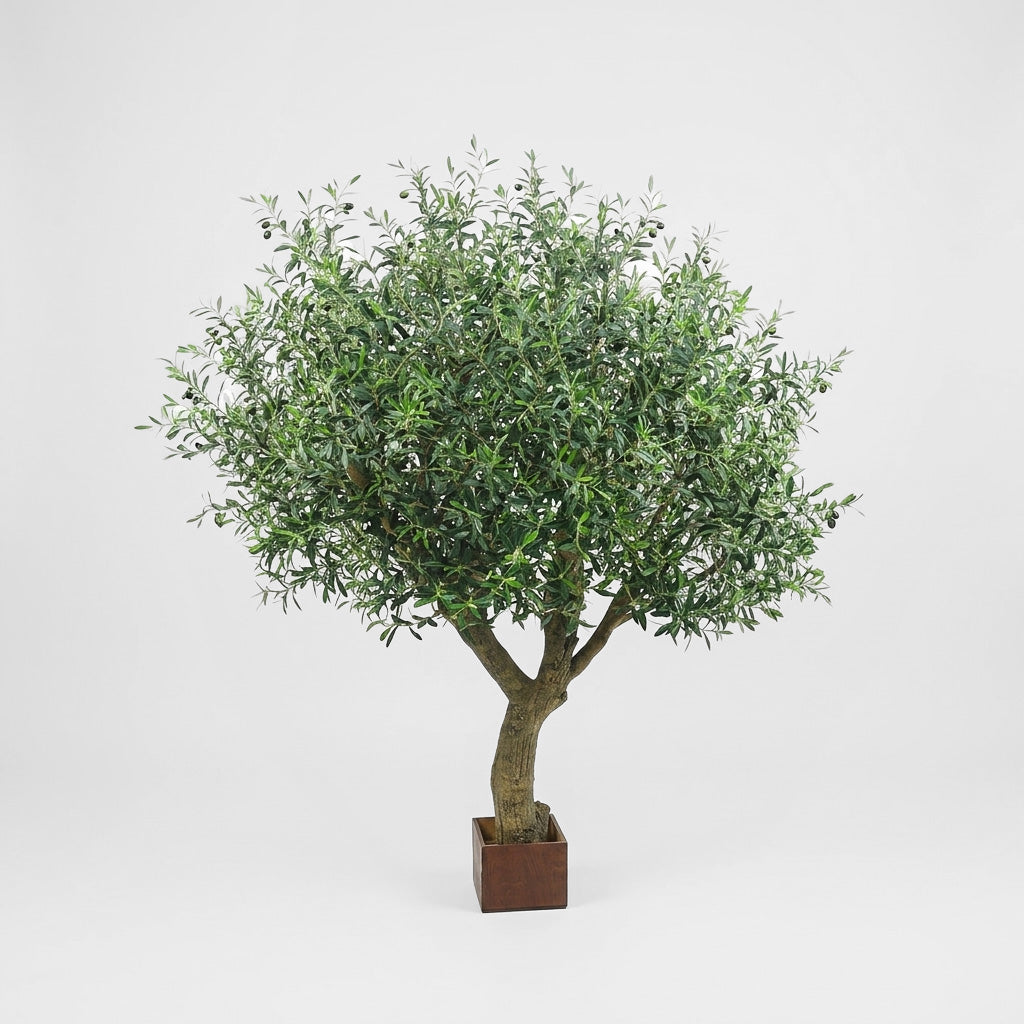 Olive Tree With 12648 Leaves & 150 Fruits 180cm