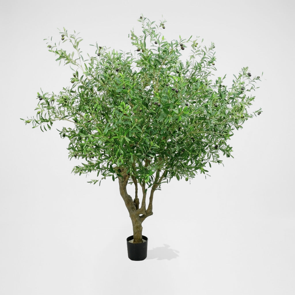 Giant Olive Tree With 9384 Leaves 216 Fruits Green 153cm