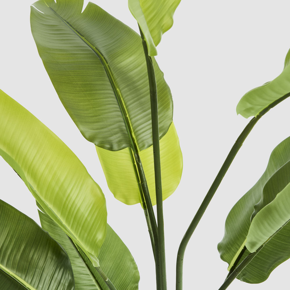 Bird of Paradise Real Touch 160cm