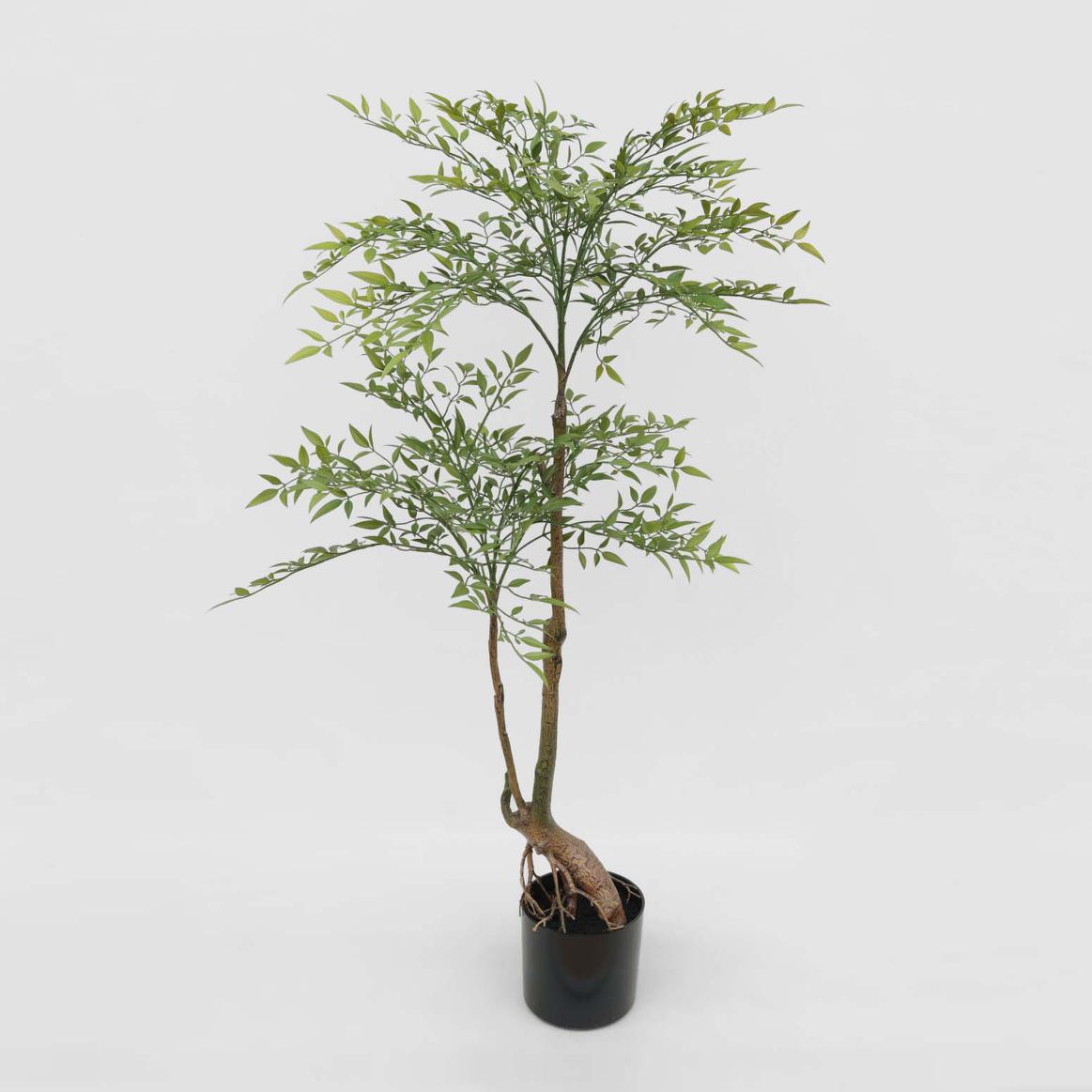 Nandina Tree 120cm