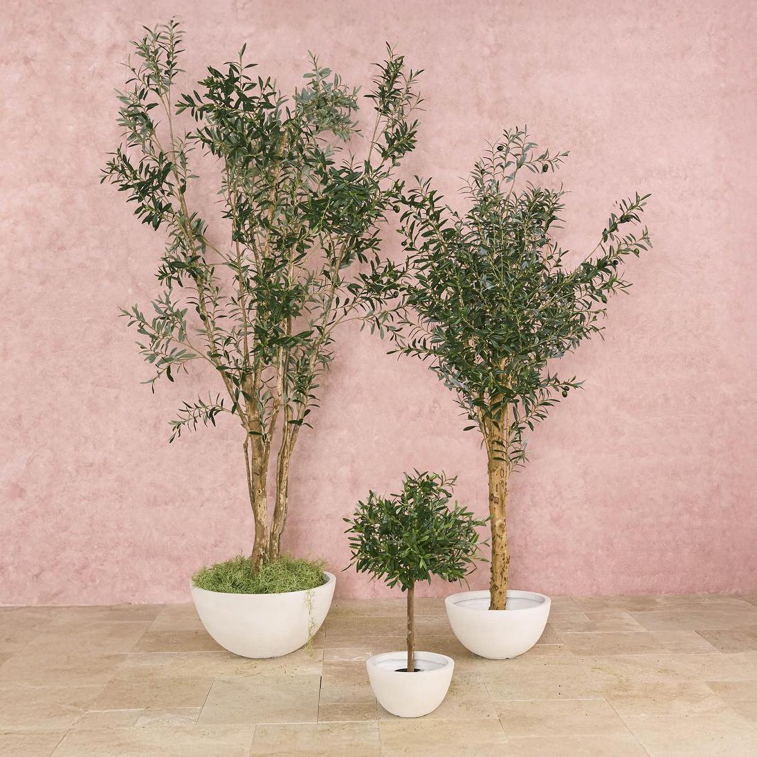 Verdant Olive Tree 180cm