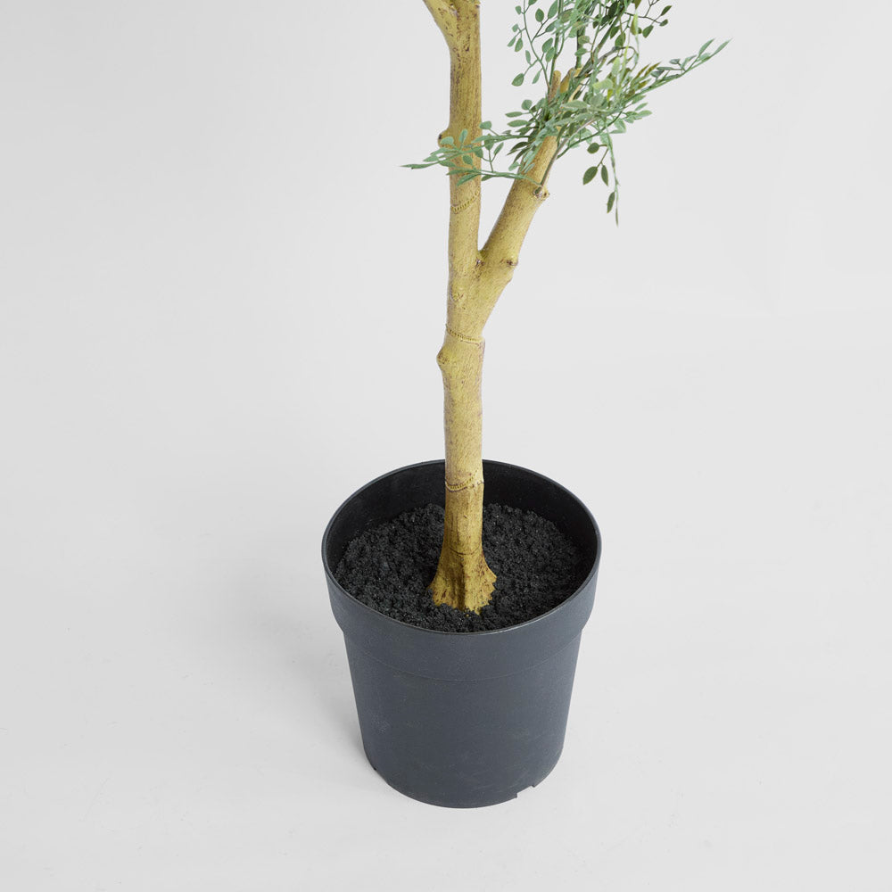 Acacia Potted Tree 200cm