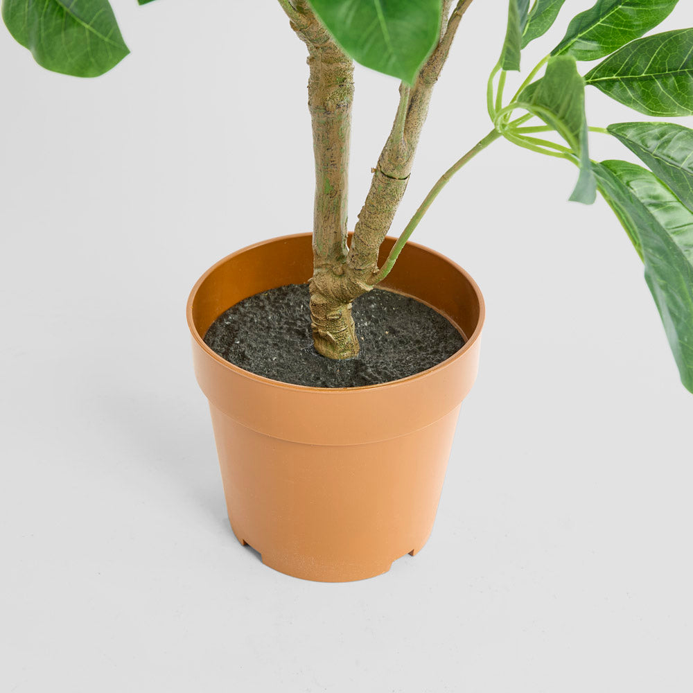 Schefflera Potted Plant 75cm