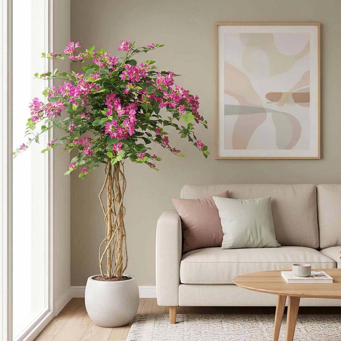 Bougainvillea Tree 1.6m