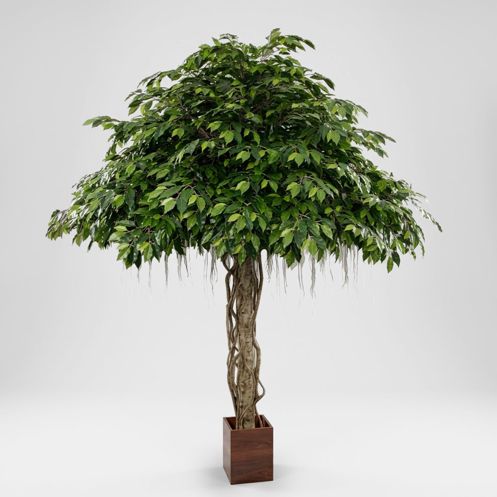 Fat Ficus Umbrella Giant 3.05m