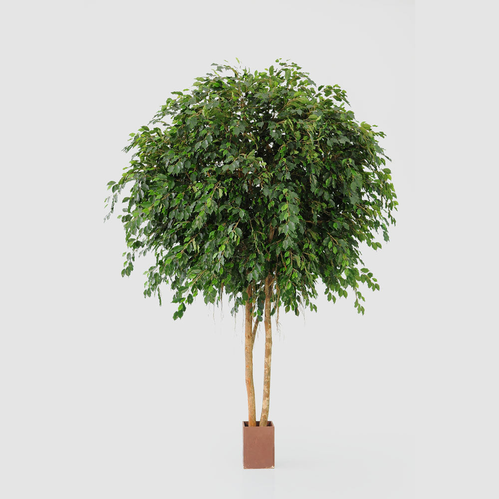 Giant Ficus Exotica Tree Single Trunk