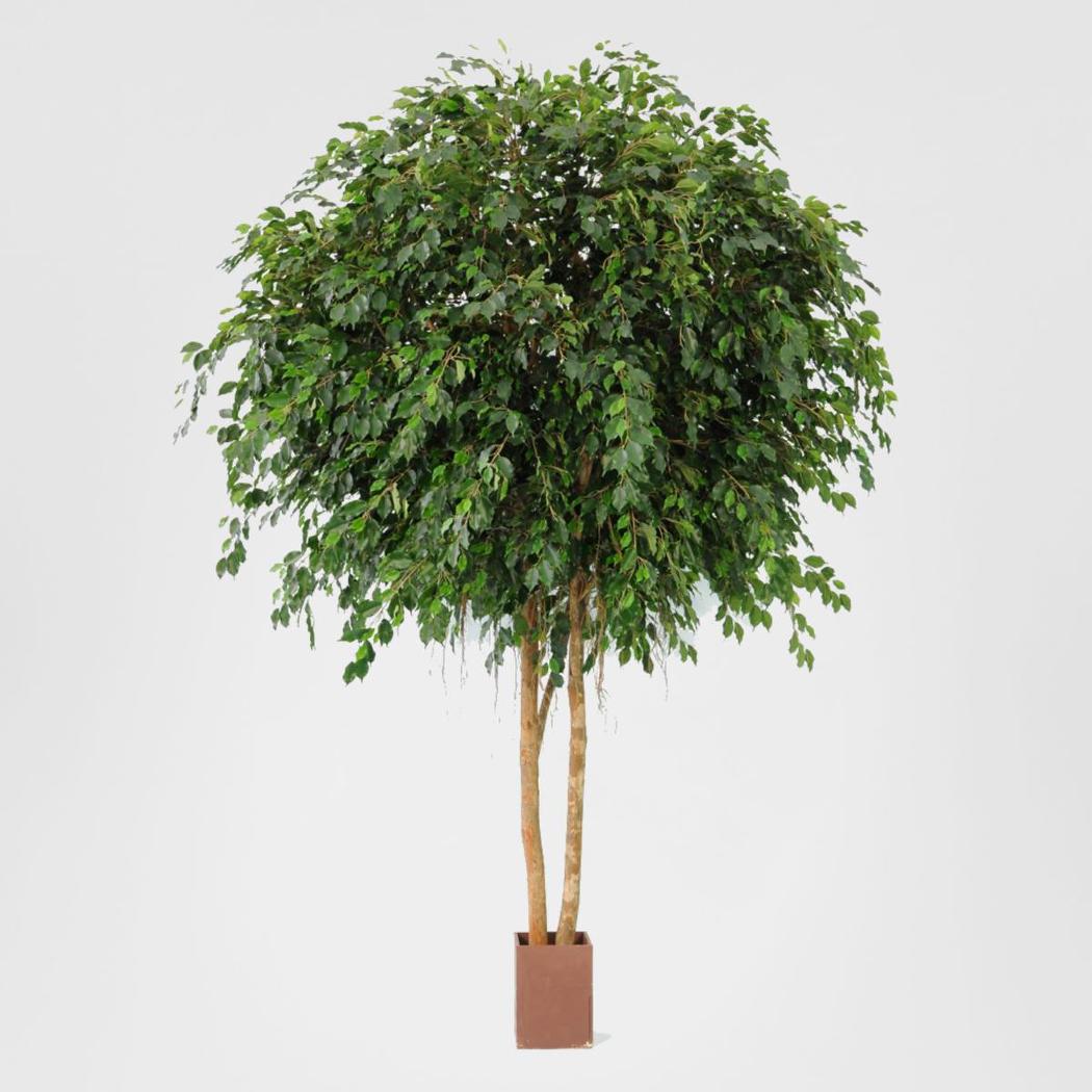 Giant Ficus Exotica 3.05m
