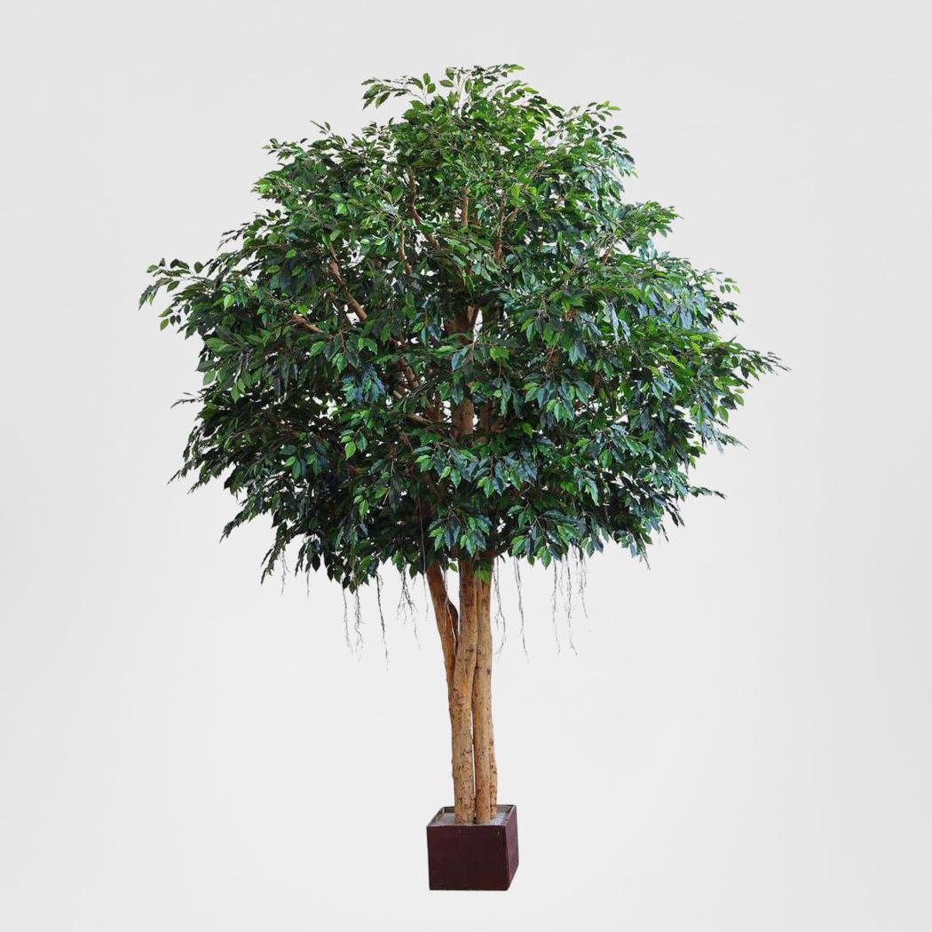 Mixed Ficus Giant Tree 3.7m 20496Lvs