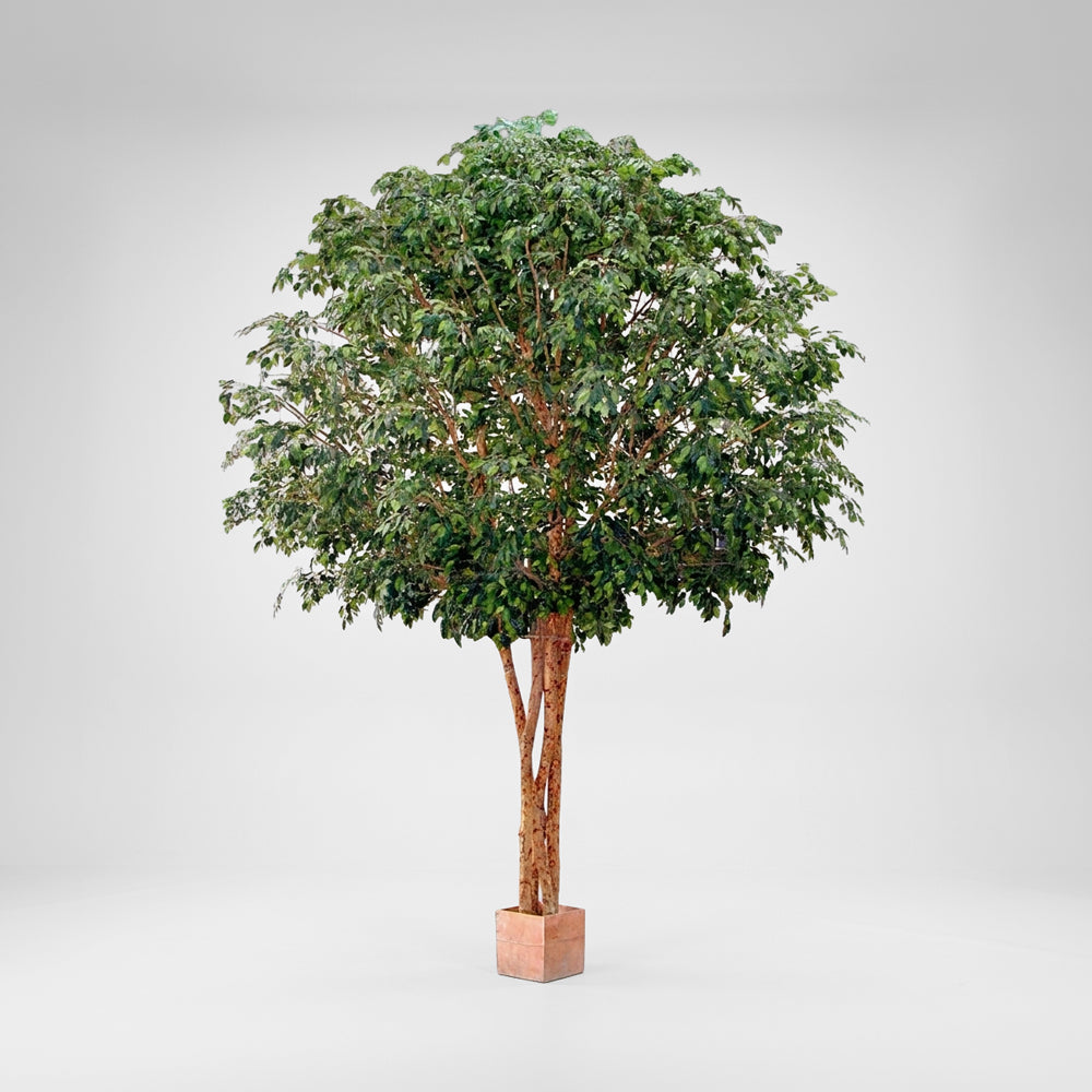 Mixed Ficus Giant Tree x 4 3.7m 30500Lvs