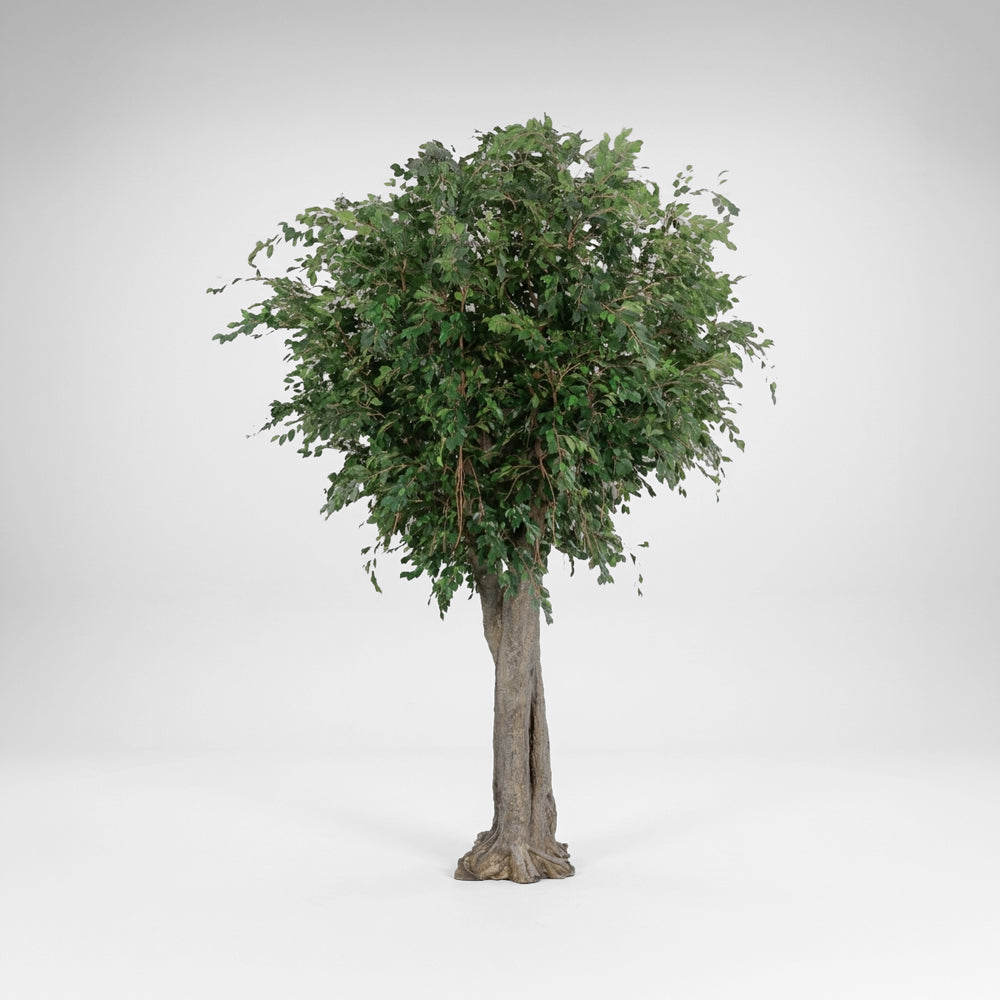 Ficus Exotica Giant Tree W/9280 Lvs 3.4M