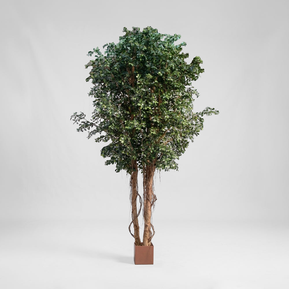 Ficus Retusa Giant 3.05m
