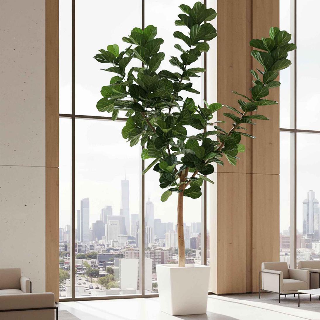3.4m Giant Fiddle Leaf Tree with 292 Leaves