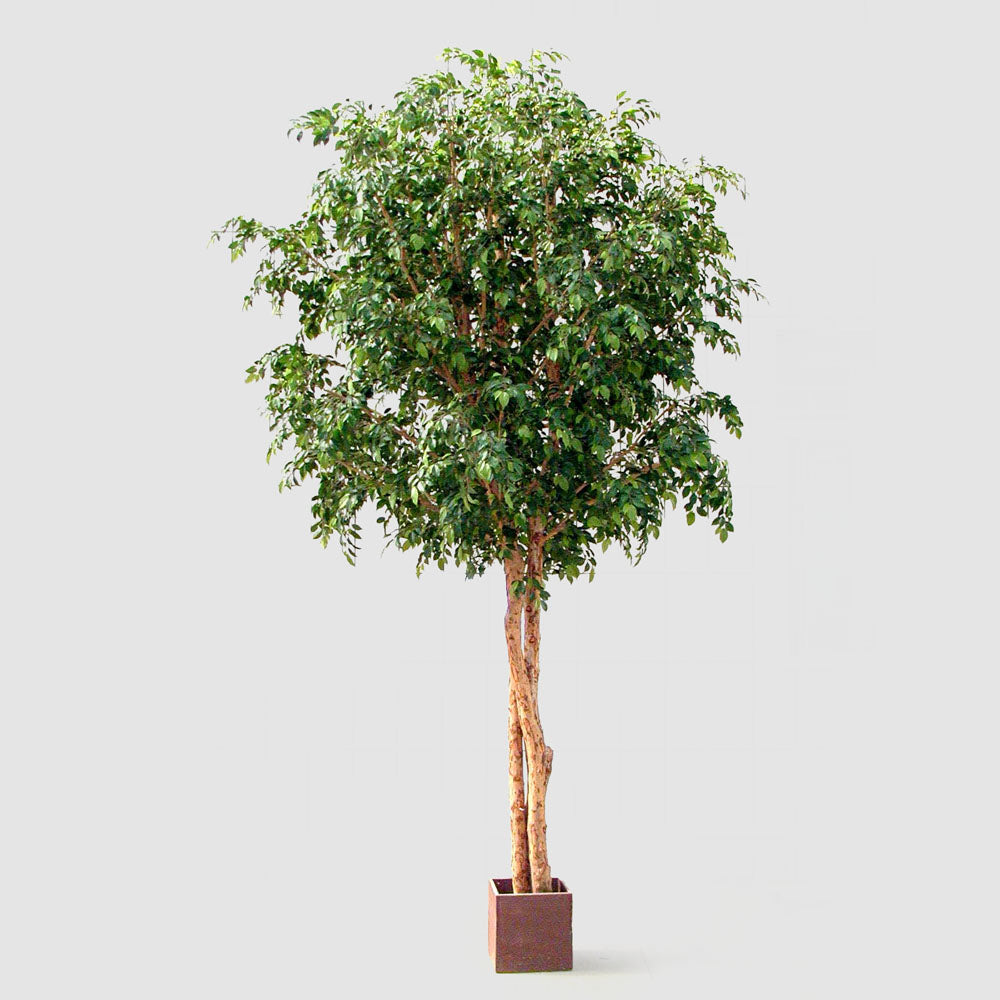 Ficus Natasja Giant Tree 3.8M W 19546 Lv