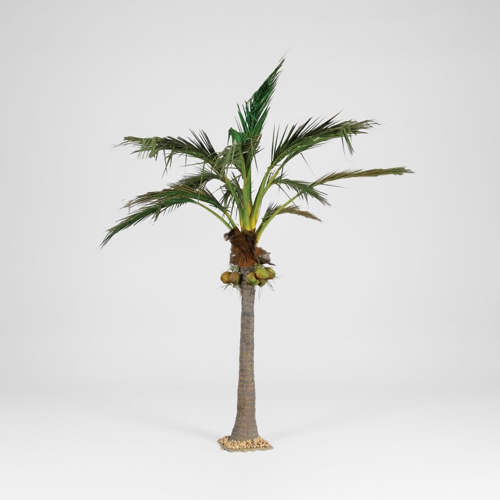 Giant Coconut Palm 5.9m