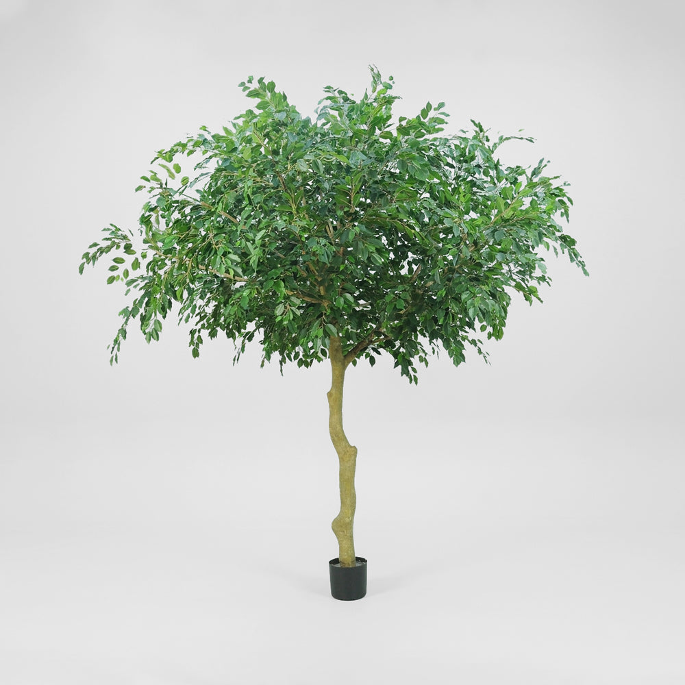 2.9m Ficus Exotica Tree w/9628 Leaves