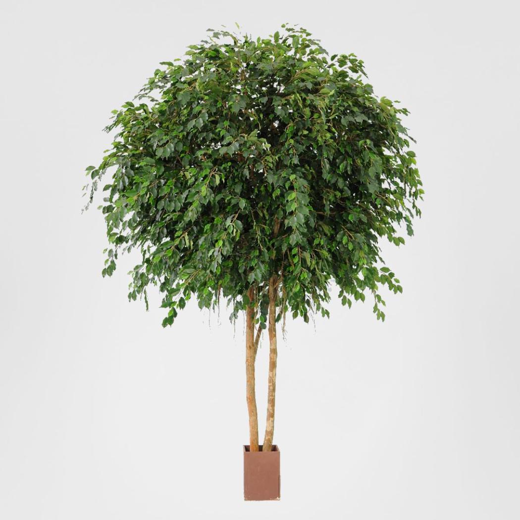 Giant Ficus Exotica Tree 6.1m