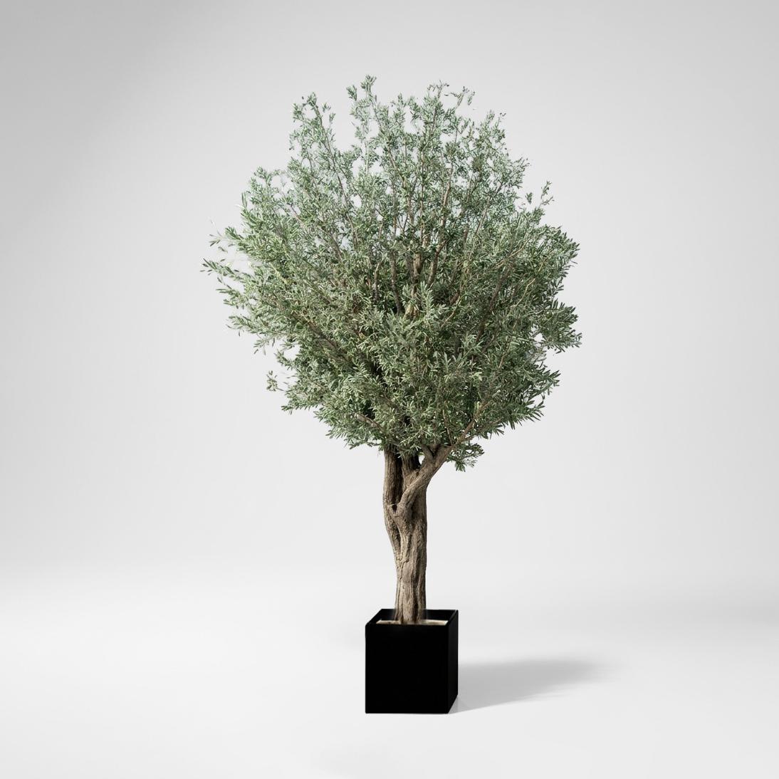 6m Giant Olive Tree
